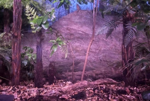 Half-Day Auckland City Tour – The City of Sails Uncovered