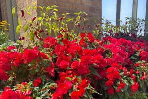 Half-Day Auckland City Tour – The City of Sails Uncovered