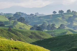 Auckland: Hobbiton Movie Set & Te Puia – tur i liten grupp