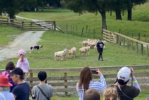 Окленд: Sheepworld, Медовый центр и Каури-Трейл