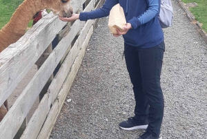 Окленд: Sheepworld, Медовый центр и Каури-Трейл