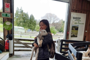 Окленд: Sheepworld, Медовый центр и Каури-Трейл