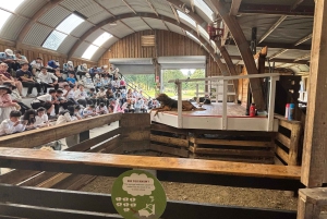 Окленд: Sheepworld, Медовый центр и Каури-Трейл