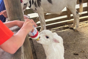 Окленд: Sheepworld, Медовый центр и Каури-Трейл