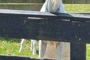 Окленд: Sheepworld, Медовый центр и Каури-Трейл