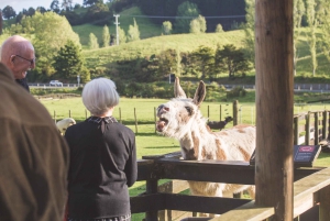 Окленд: Sheepworld, Медовый центр и Каури-Трейл