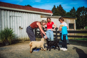 Окленд: Sheepworld, Медовый центр и Каури-Трейл