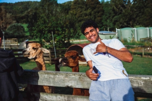 Окленд: Sheepworld, Медовый центр и Каури-Трейл