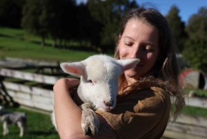 Окленд: Sheepworld, Медовый центр и Каури-Трейл