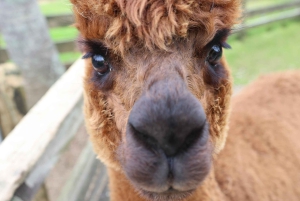 Окленд: Sheepworld, Медовый центр и Каури-Трейл