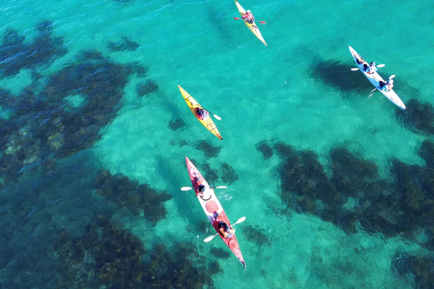 Auckland: Kajaktocht naar Tiritiri Matangi Island