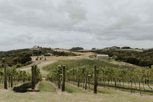 Auckland: Waiheke Island Degustacja wina i jedzenia z lotami