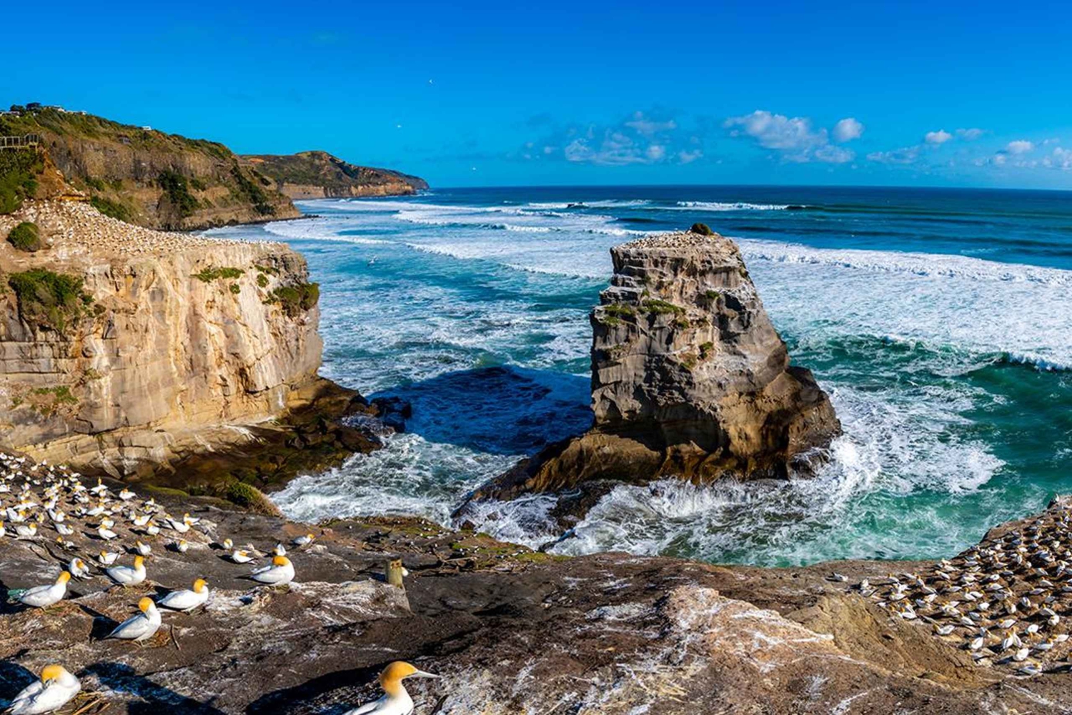 Auckland: Wild West Coast, Black Sand Beaches Tour inc Lunch