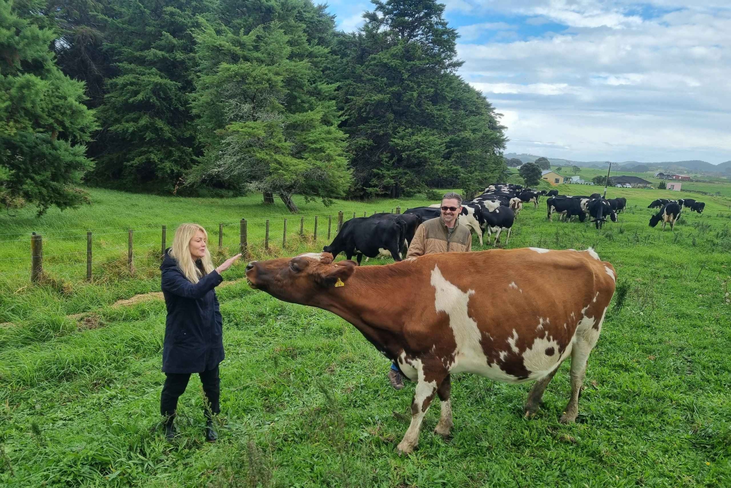 Auckland: privéboerderijtour met schapen en runderen