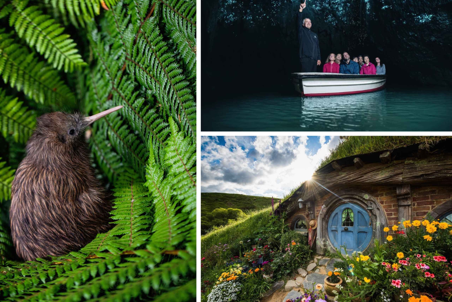 Vanuit Auckland: Hobbiton, Waitomo-grotten en Kiwi House Tour