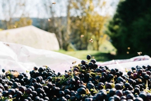Waiheke Island: nip en proef 3 wijngaardenrondleiding met lunch
