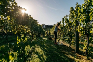 Waiheke Island: nip en proef 3 wijngaardenrondleiding met lunch