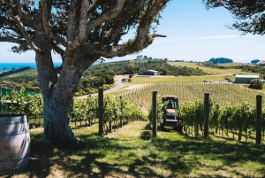 Waiheke Island: nip en proef 3 wijngaardenrondleiding met lunch