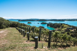 Waiheke Island: nip en proef 3 wijngaardenrondleiding met lunch