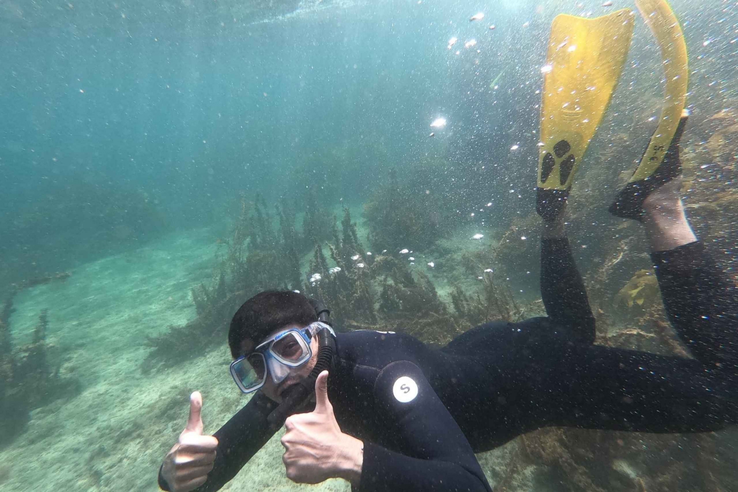 Goat Island: snorkeltour met gids voor gevorderden