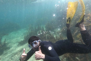 Geführte Schnorcheltour für Fortgeschrittene auf Goat Island