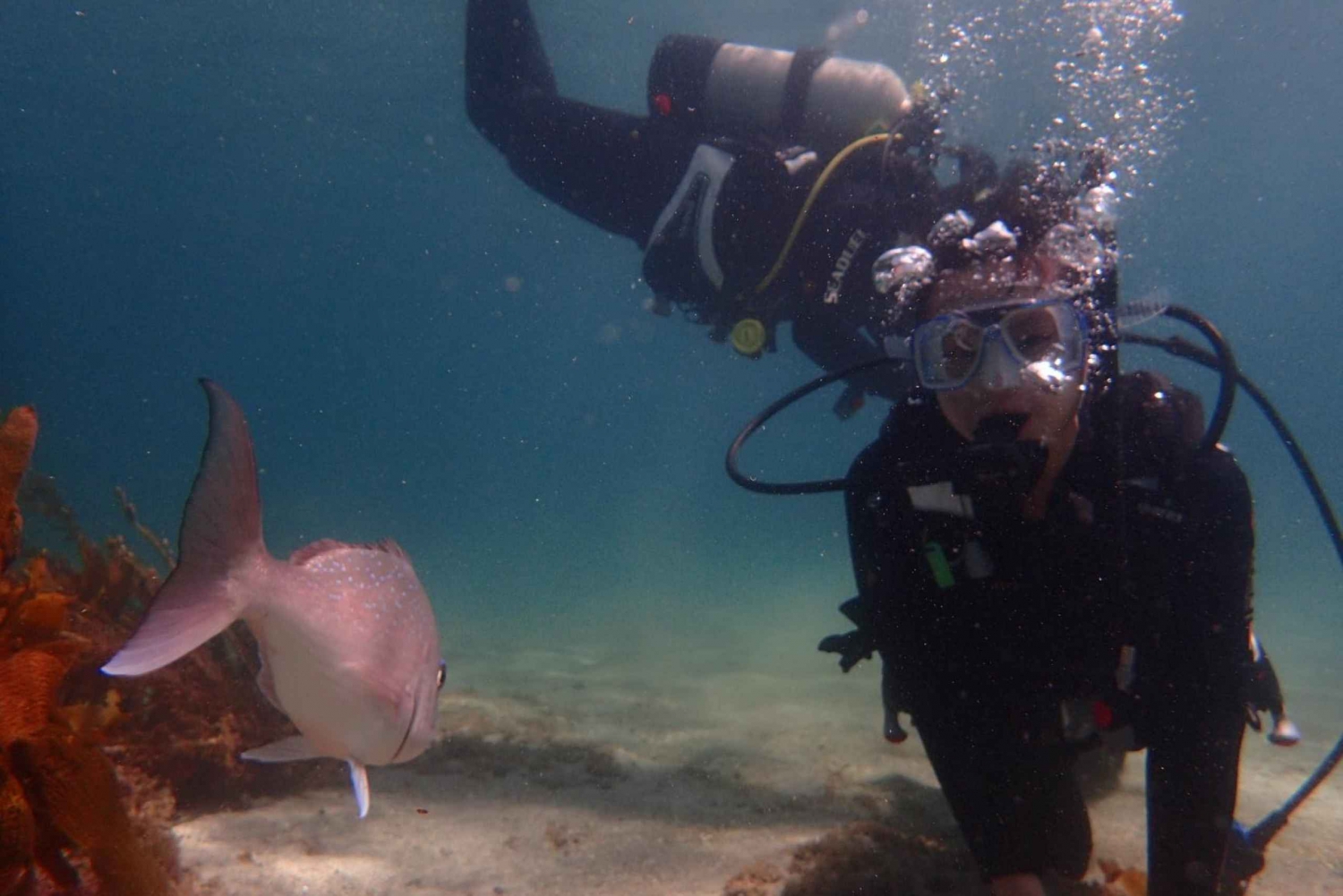 Goat Island – prova på dykning