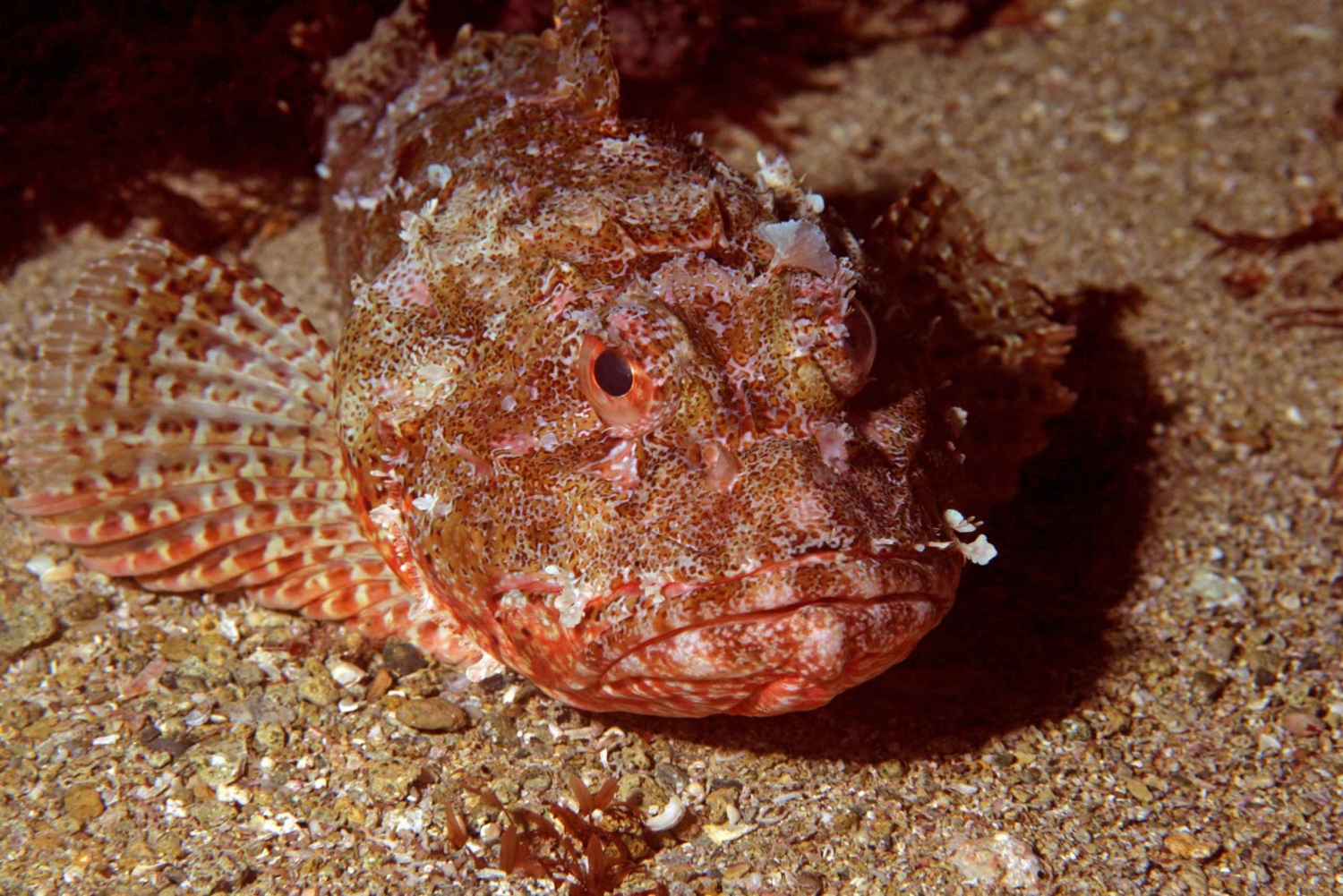 Rezerwat morski na Koziej Wyspie: Czarter na cały dzień