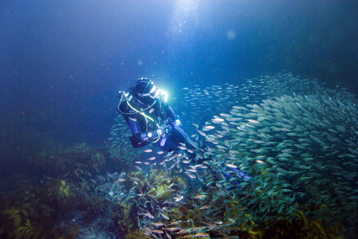 Isla de la Pequeña Barrera: Charter de buceo de día completo