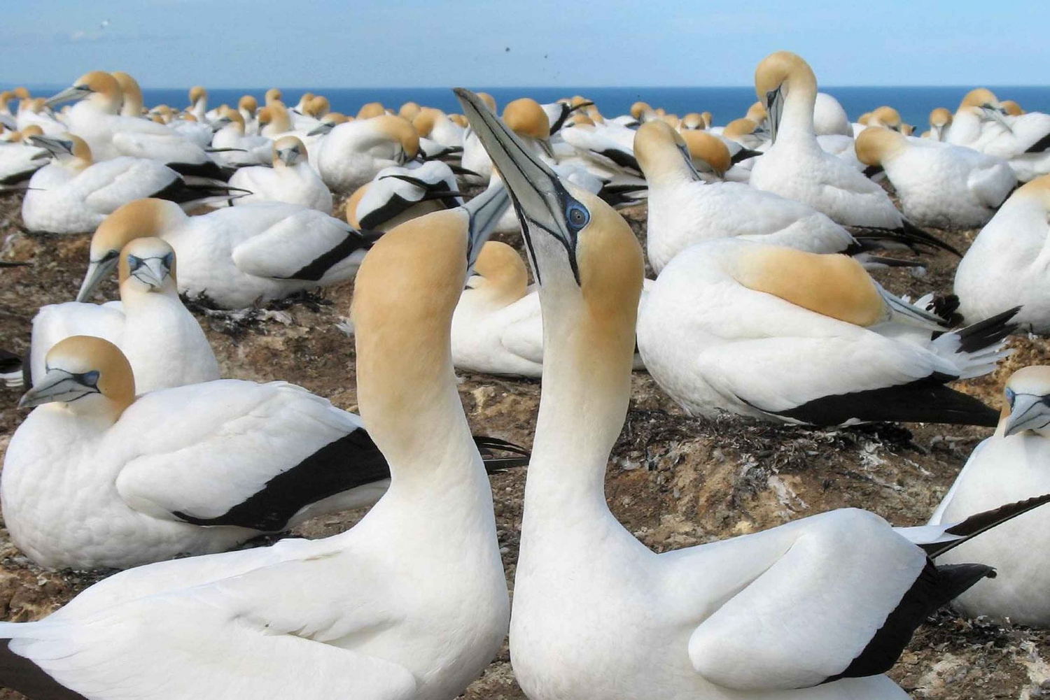 Tour Privado de la Playa de Muriwai y la Colonia de Alcatraces