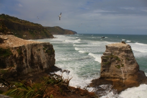 Muriwai Gannet Colony