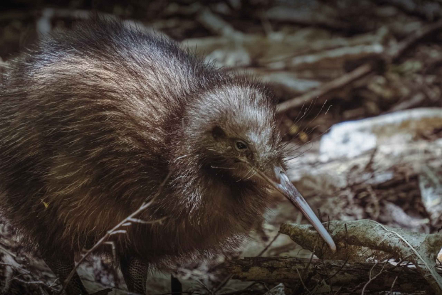 Tawharanui: Kiwi-spotting en sterrenkijken met optioneel verblijf