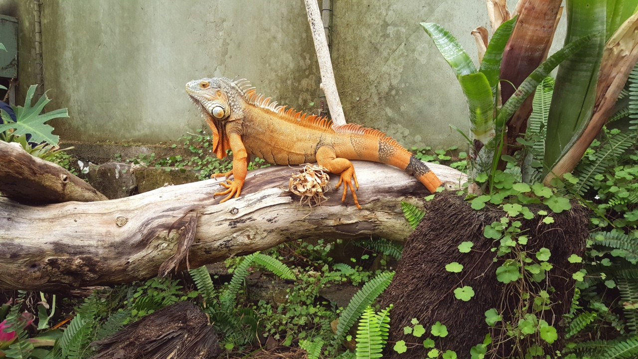 Ti Point Reptile Park