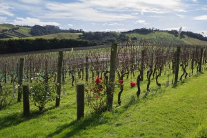 Isla Waiheke: billetes para el ferry y el autobús turístico
