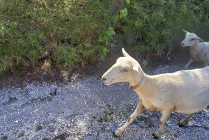 Central Long Island 3 Hour Guided Land Tour