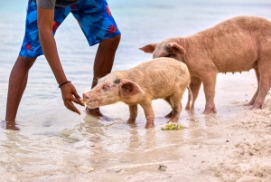 From Nassau: Exuma Swimming Pigs, Sharks and More