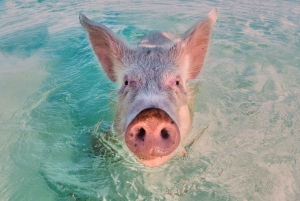 From Nassau: Exuma Swimming Pigs, Sharks and More