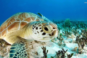 Nassau: Reef Snorkeling, Pigs, and Turtles 3 Islands Tour