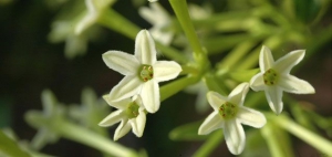 Night Blooming Jasmine