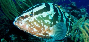 Grouper, Mayaguana, Bahamas