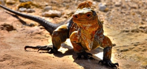Iguana, Bahamas