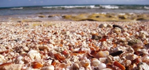 Seashells, Bahamas