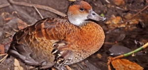 West Indian Whistling Duck, Bahamas