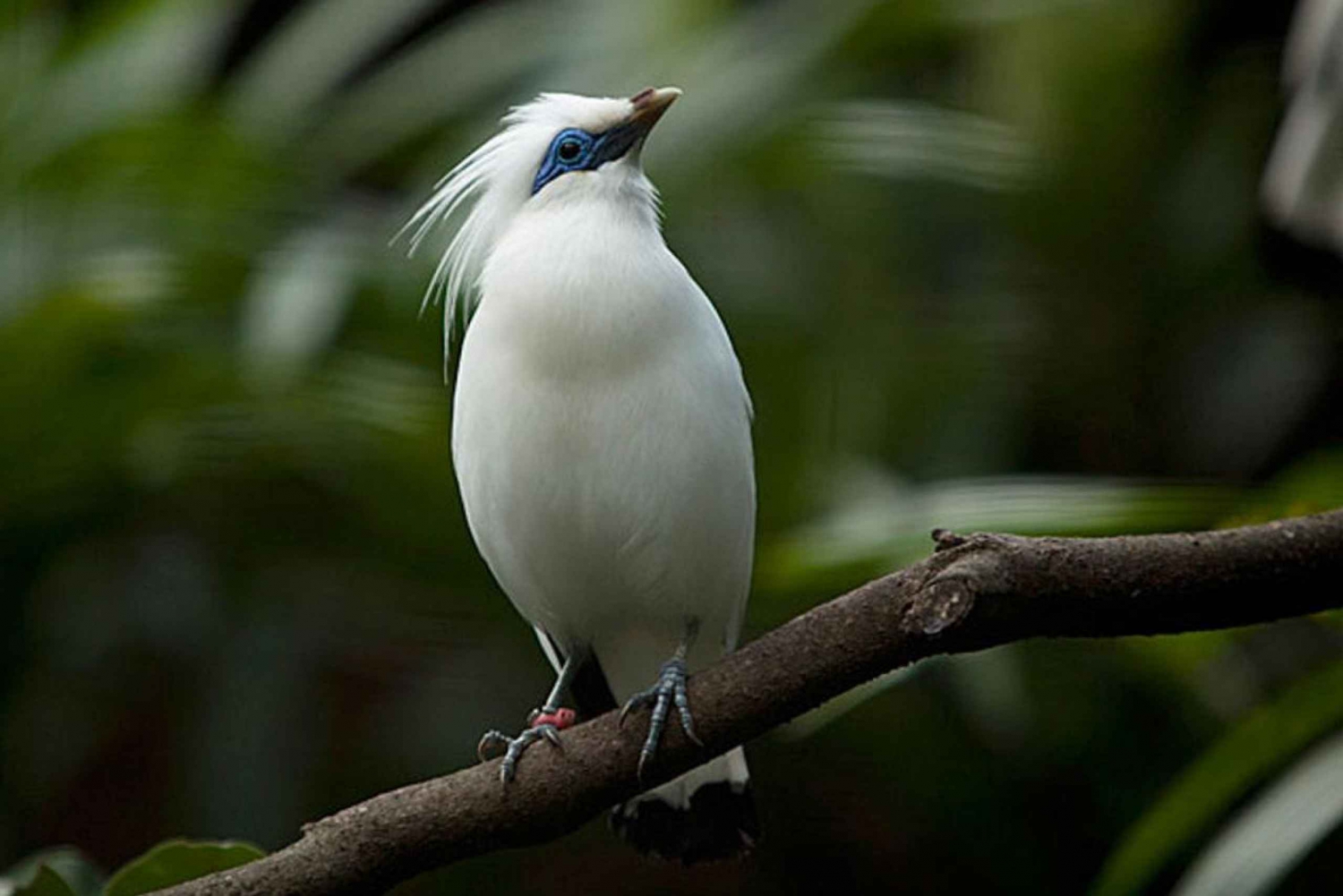 Bali: Countryside Bird Watching Tour with Hotel Transfer