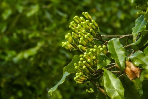 Bali: Sambangan Waterfalls Trekking, Sliding, & Jumping Trip