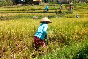 Bali: Sambangan Waterfalls Trekking, Sliding, & Jumping Trip