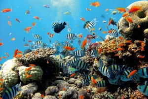 Bali Oriental: Excursión de un día de esnórquel, barranquismo y cascadas