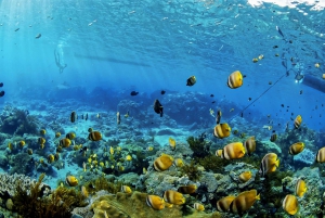 From Bali: Swim with Manta Rays in Nusa Penida