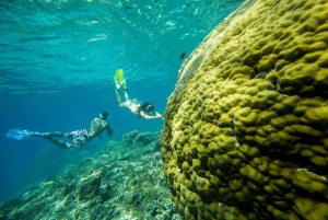 From Bali: Swim with Manta Rays in Nusa Penida