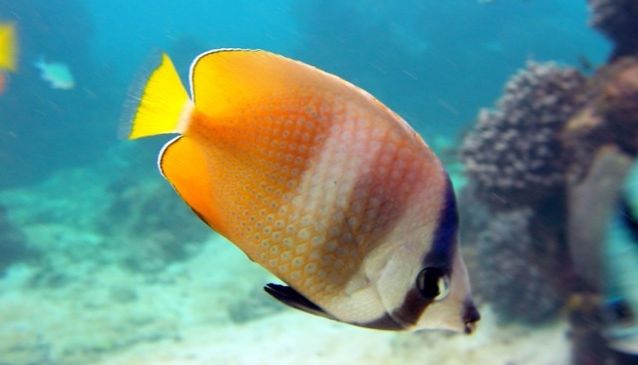 World Diving Lembongan