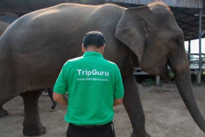 Bangkok: Tour del santuario degli elefanti e delle cascate di Erawan
